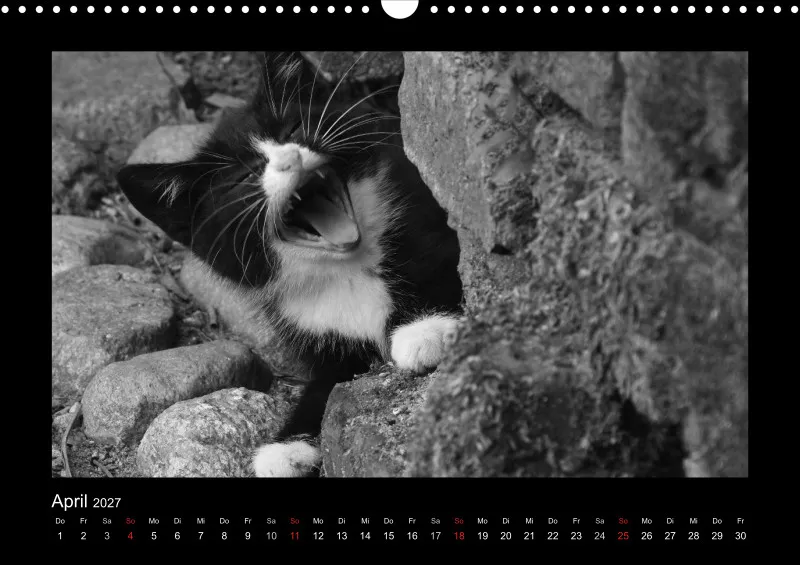 Cats 2027 S/W