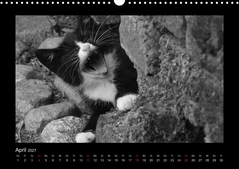 Cats 2027 S/W