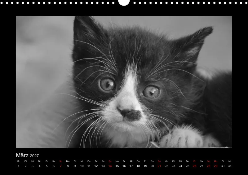Cats 2027 S/W