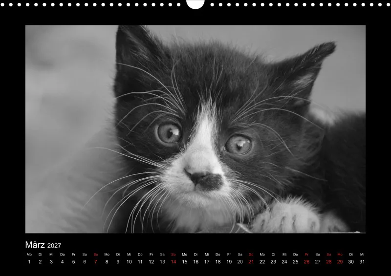 Cats 2027 S/W