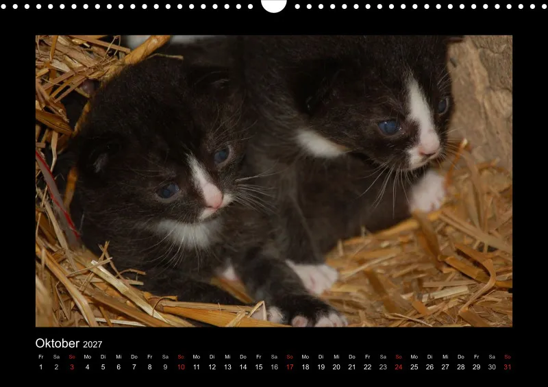 Cats 2027 Color