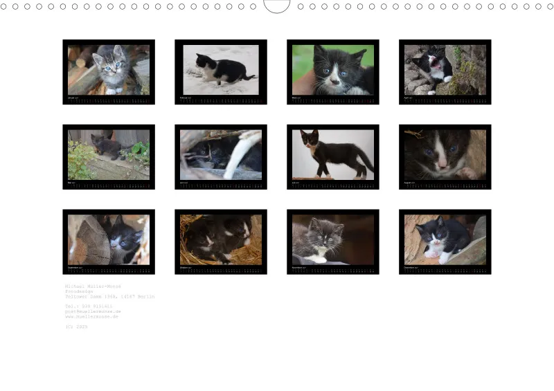 Cats 2027 Color