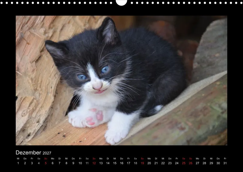 Cats 2027 Color