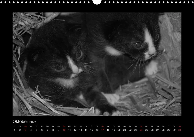 Cats 2027 S/W