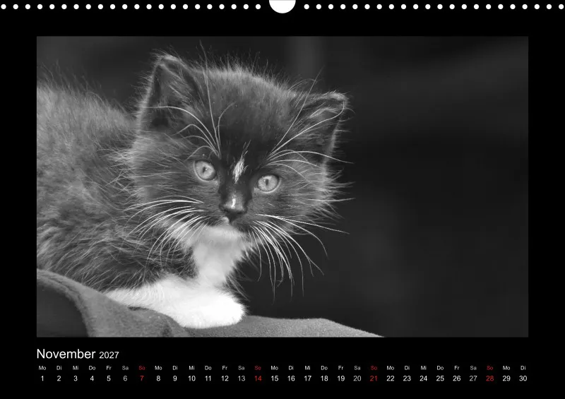 Cats 2027 S/W