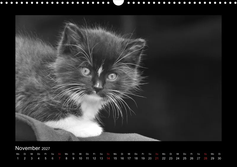 Cats 2027 S/W