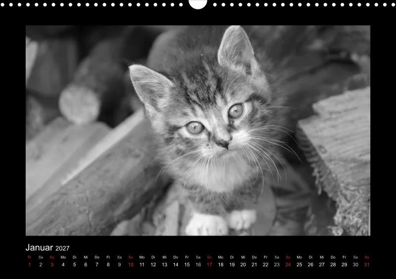 Cats 2027 S/W