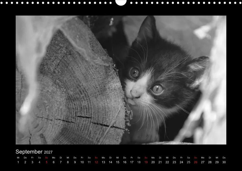 Cats 2027 S/W