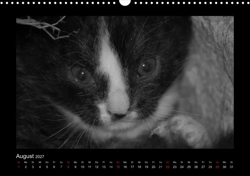 Cats 2027 S/W