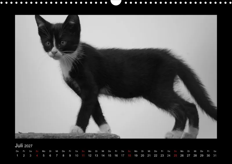 Cats 2027 S/W