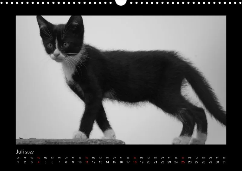 Cats 2027 S/W