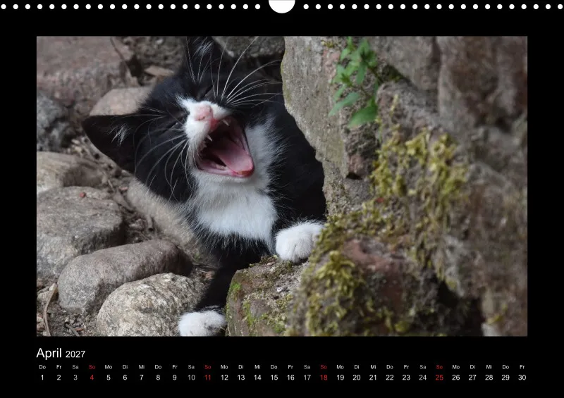 Cats 2027 Color