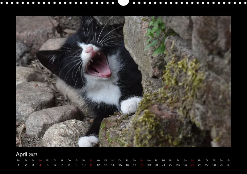 Cats 2027 Color
