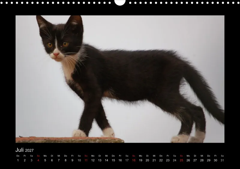 Cats 2027 Color