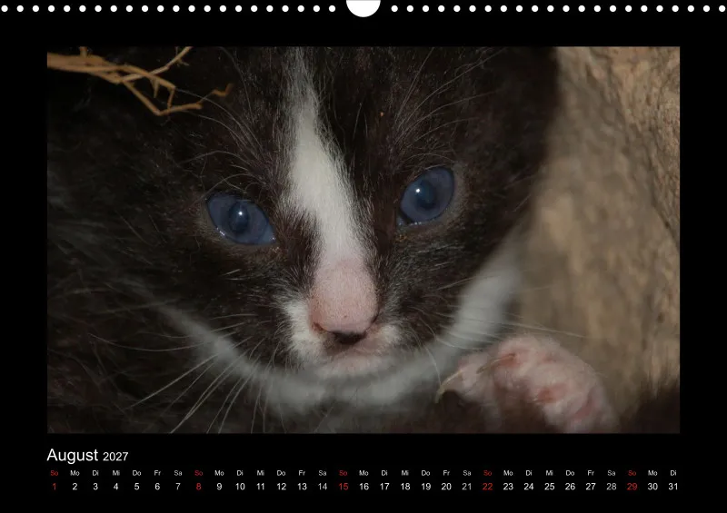 Cats 2027 Color