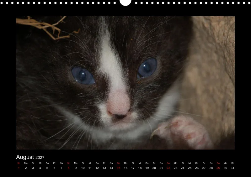 Cats 2027 Color