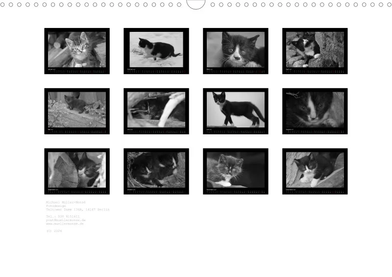 Cats 2027 S/W