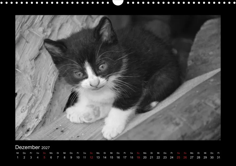 Cats 2027 S/W