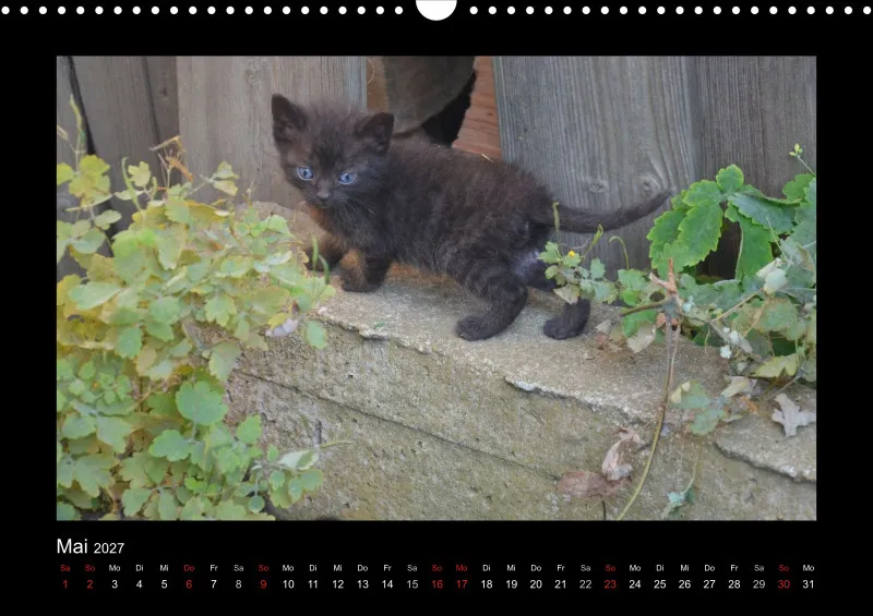 Cats 2027 Color
