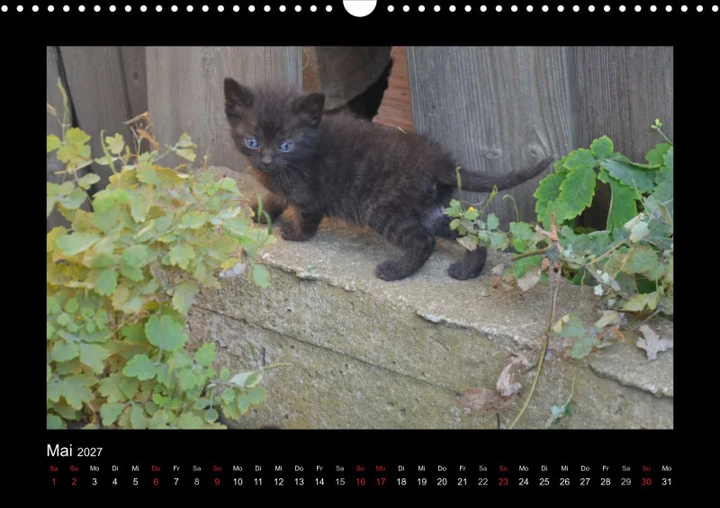 Cats 2027 Color