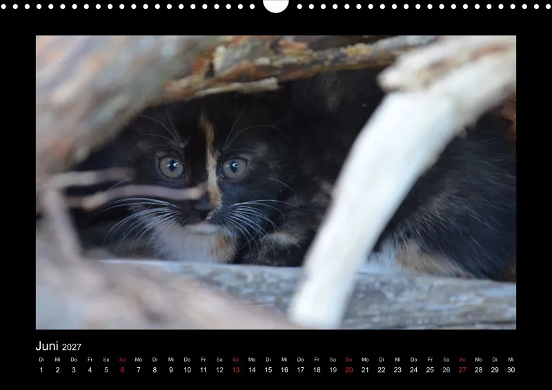 Cats 2027 Color