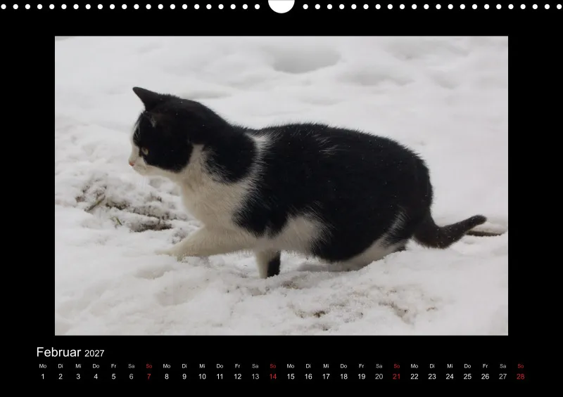 Cats 2027 Color