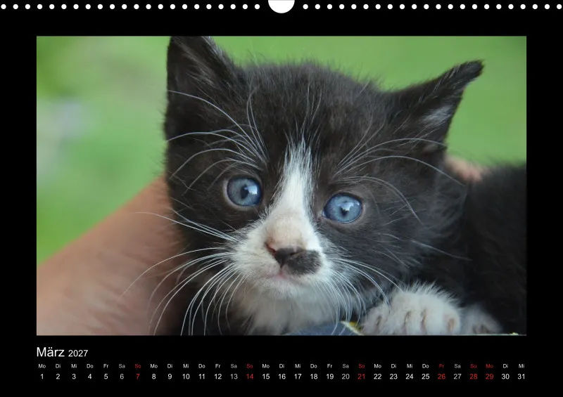 Cats 2027 Color