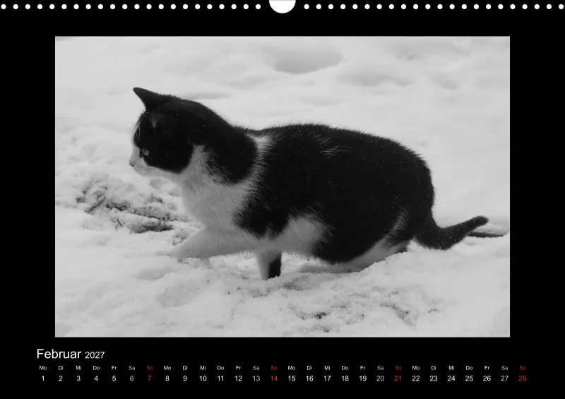 Cats 2027 S/W
