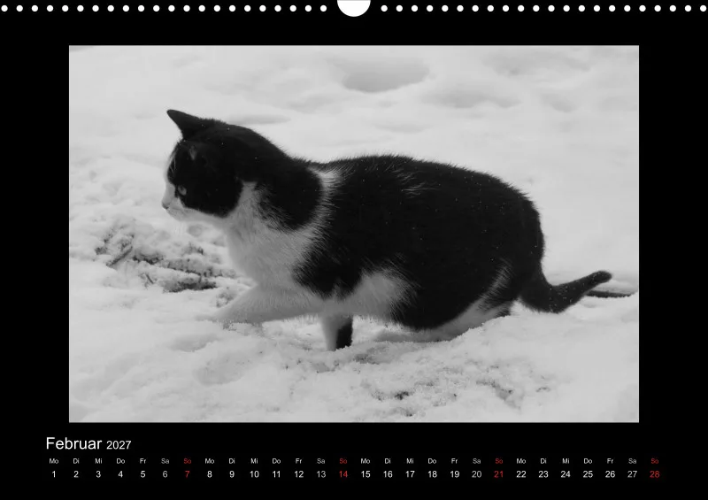 Cats 2027 S/W