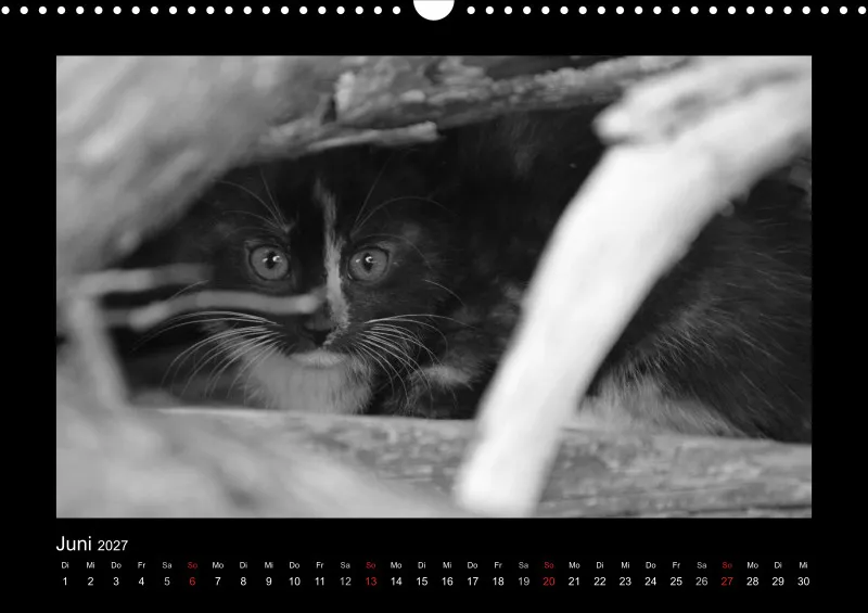Cats 2027 S/W