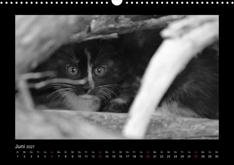 Cats 2027 S/W