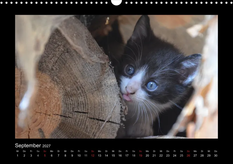 Cats 2027 Color