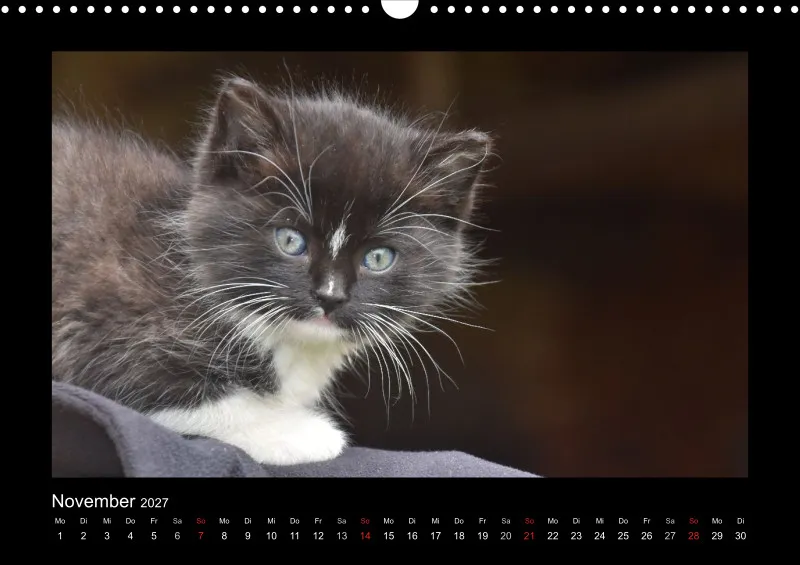 Cats 2027 Color