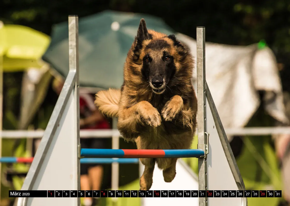 Agility Bildkalender / Schäferhunde