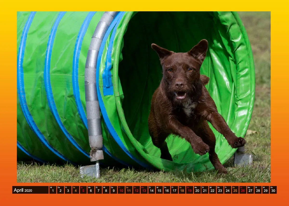 Agility Passion A4 Bildkalender 2020