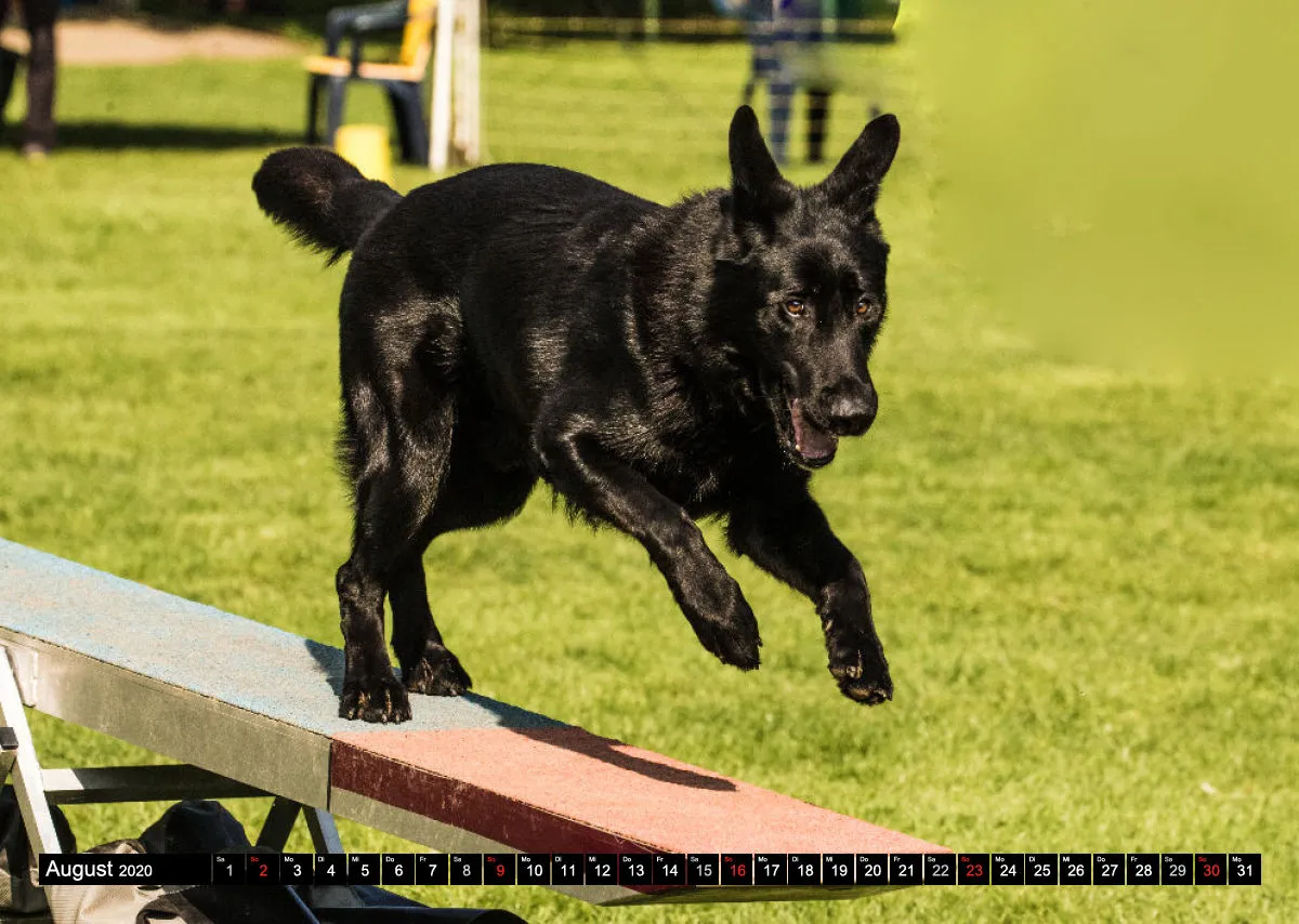 Agility Bildkalender / Schäferhunde