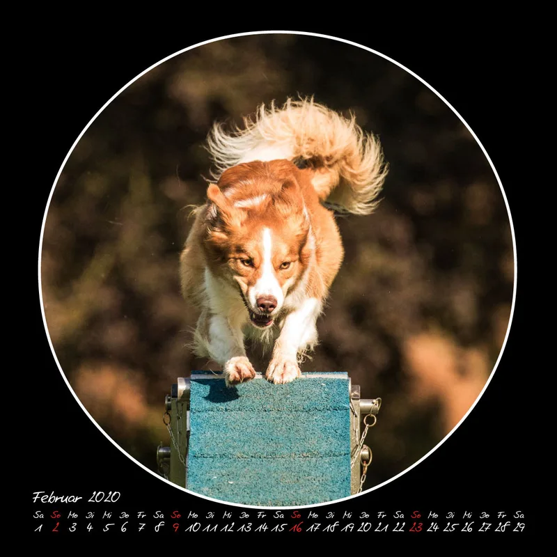 Agility 2020 Quadratisch