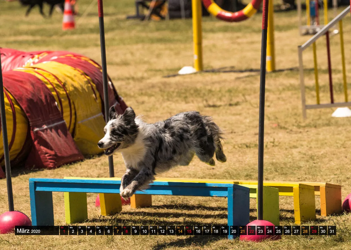 Agility Passion A4 Bildkalender 2020