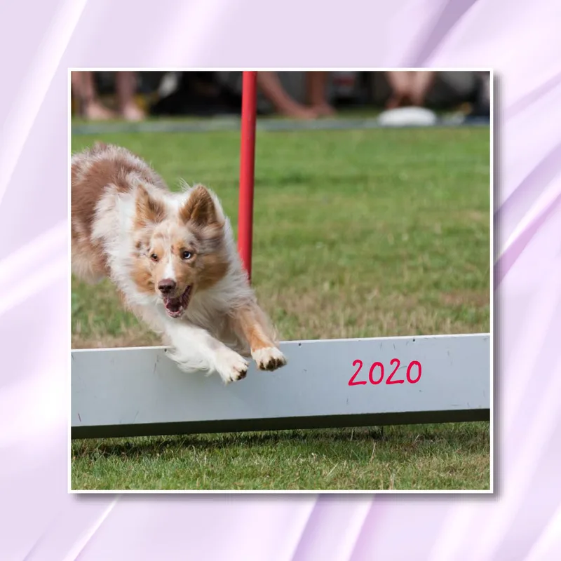 Agility 2020 Quadratisch (2) 20x20