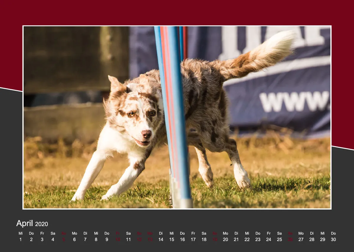 Agility Border Collies 2020 A4 quer