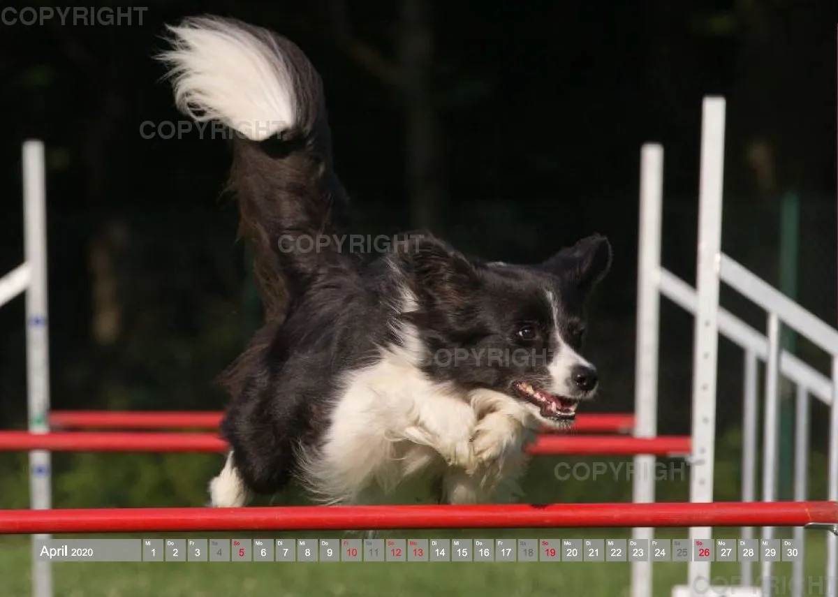 Agility Passion A4 Bildkalender 2020