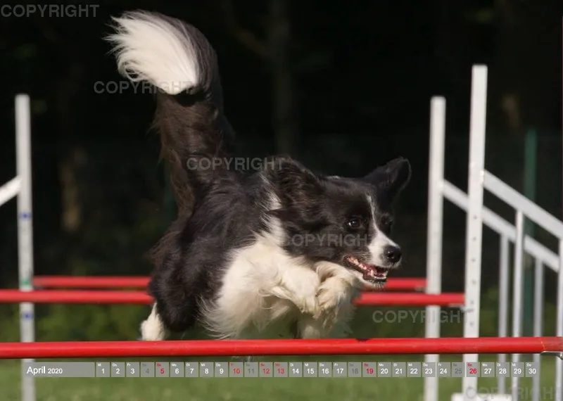 Agility Passion A4 Bildkalender 2020