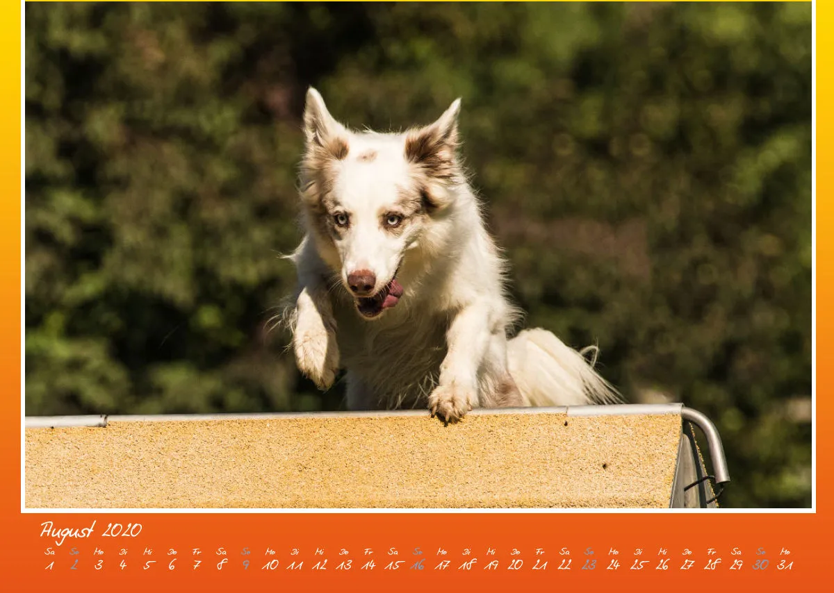 Agility Border Collies 2020 A3 quer
