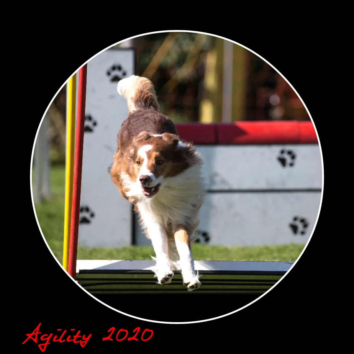 Agility 2020 Quadratisch