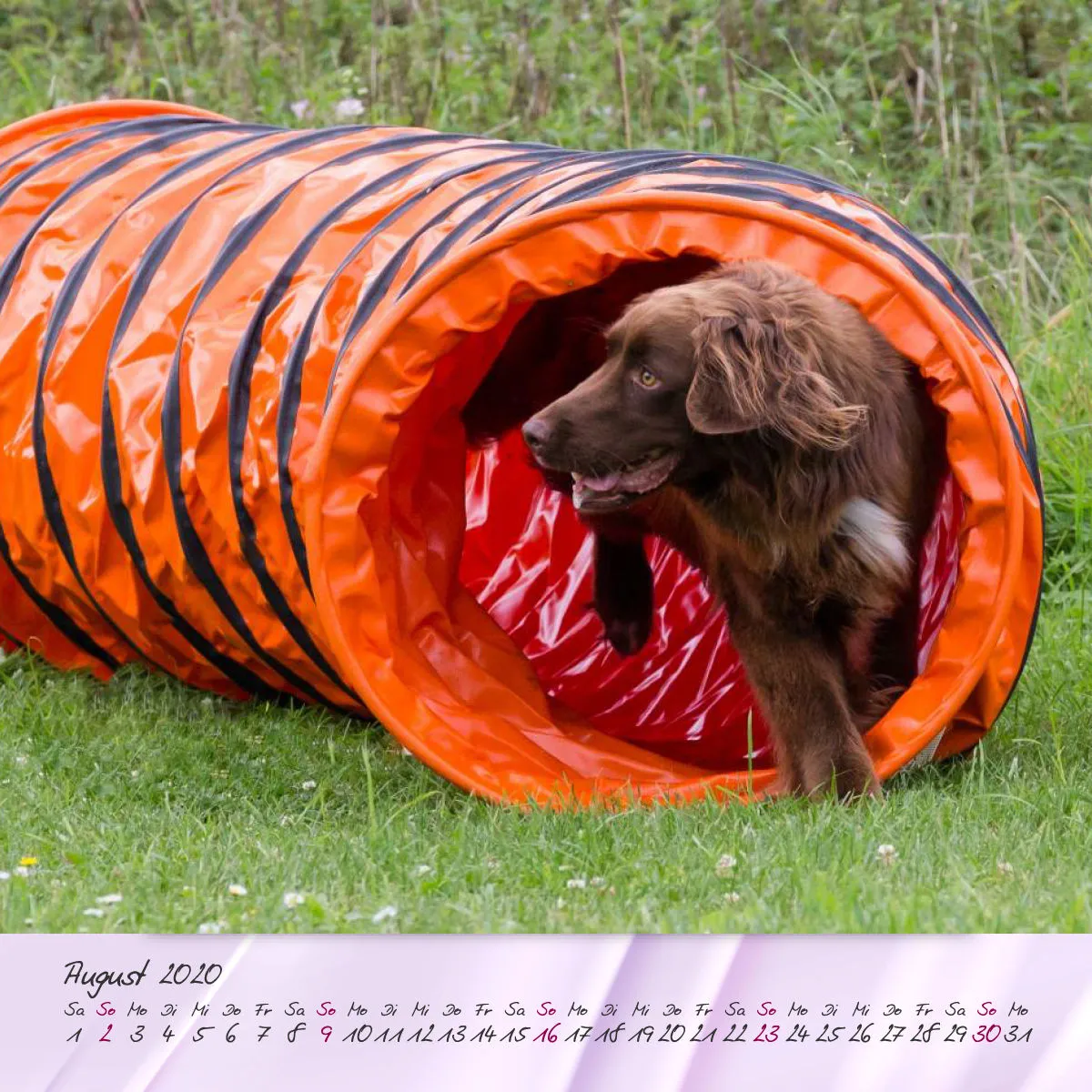 Agility 2020 Quadratisch (2) 20x20