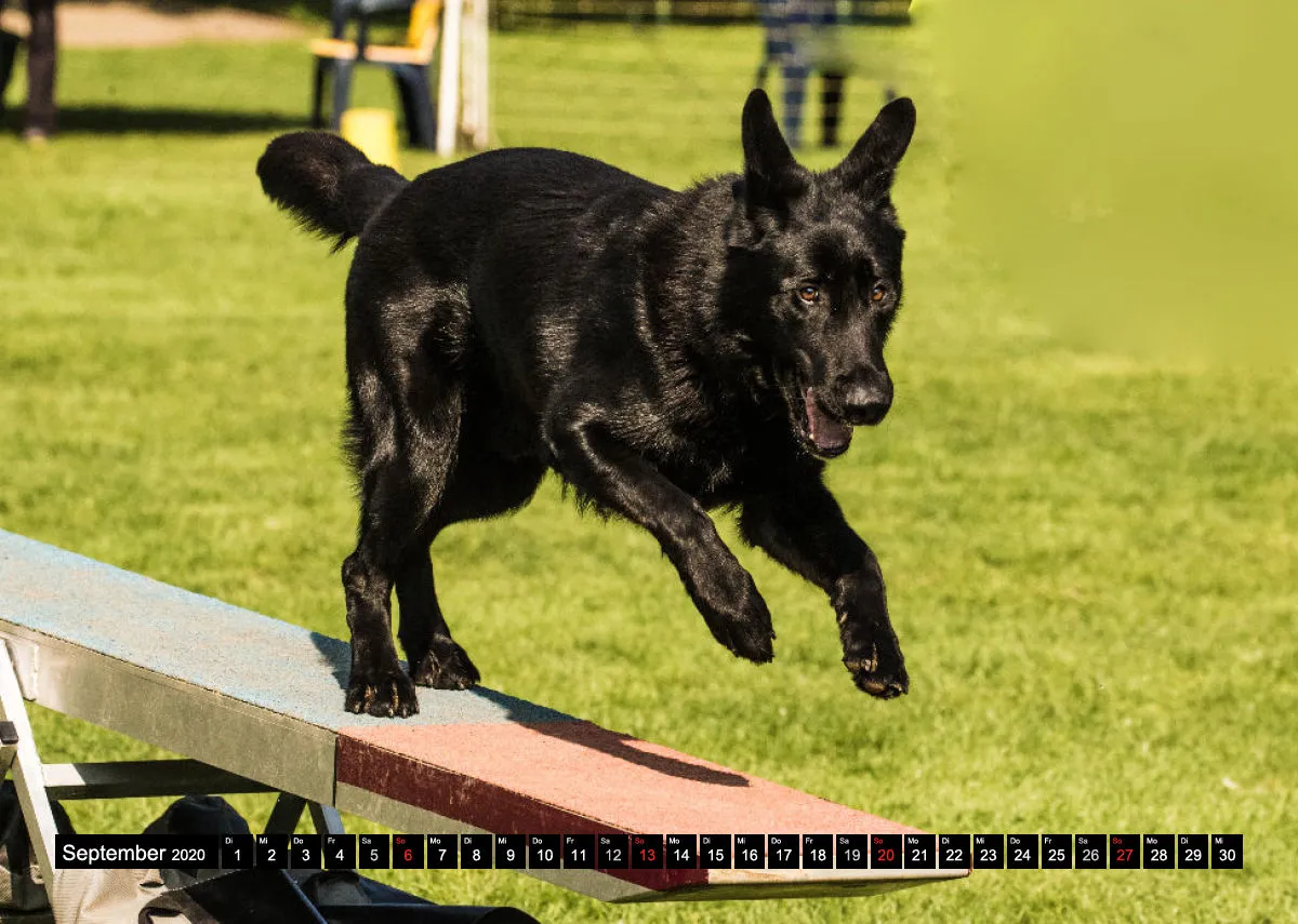 Agility Schäferhunde A4