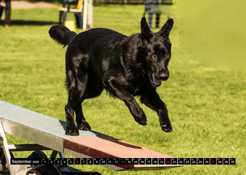 Agility Schäferhunde A4