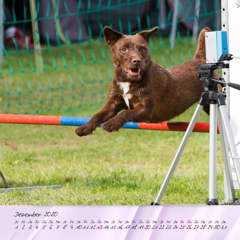 Agility 2020 Quadratisch (2) 20x20