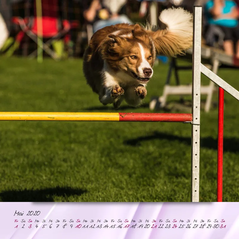 Agility 2020 Quadratisch (2) 20x20