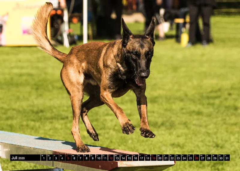 Agility Schäferhunde A4